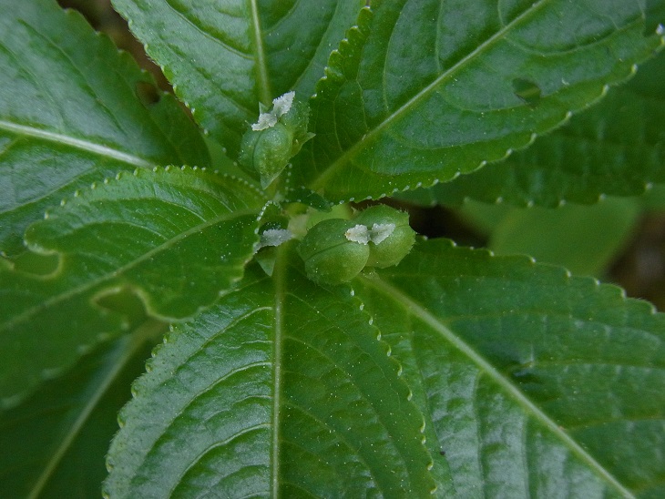 Mercurialis perennis